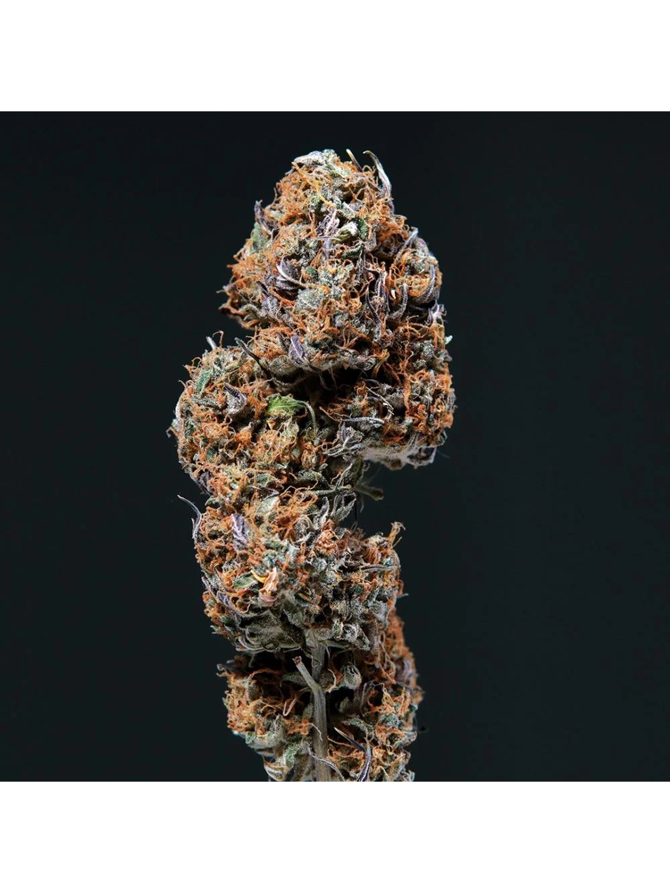 Deimos Auto -Buddha Seeds (X50/X3+1/X3) 3