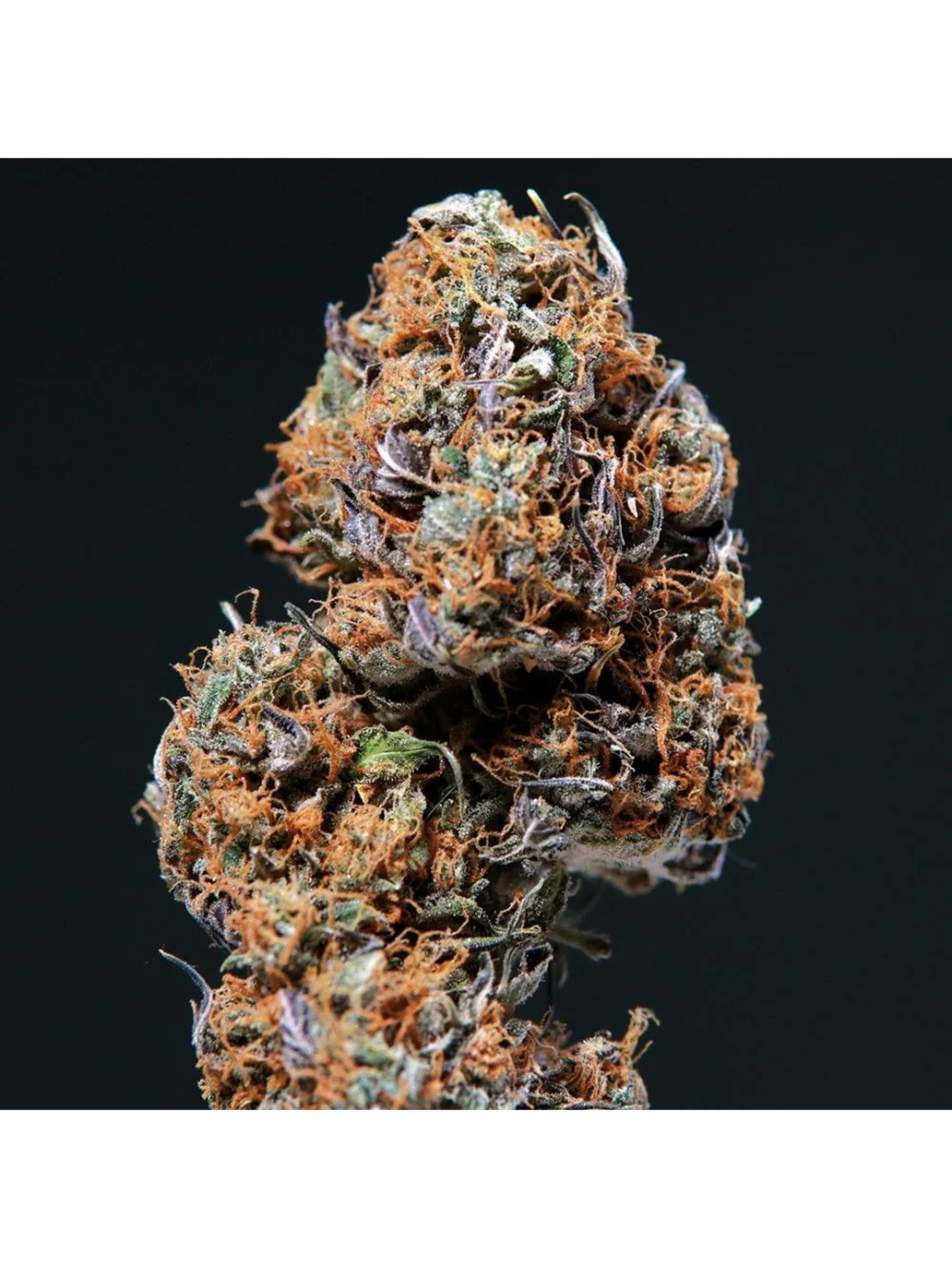 Deimos Auto -Buddha Seeds (X50/X3+1/X3) 4