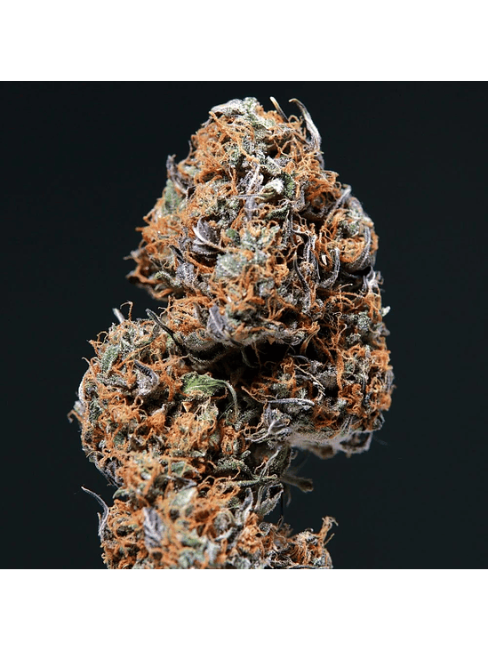 Deimos Auto X50-Buddha Seeds 4