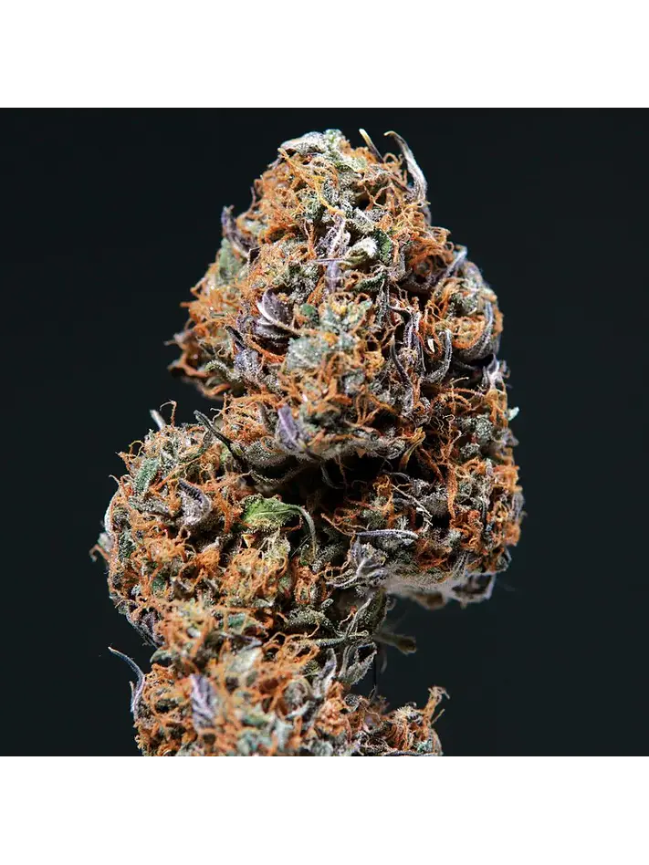 Deimos Auto -Buddha Seeds (X50/X3+1/X3) 4