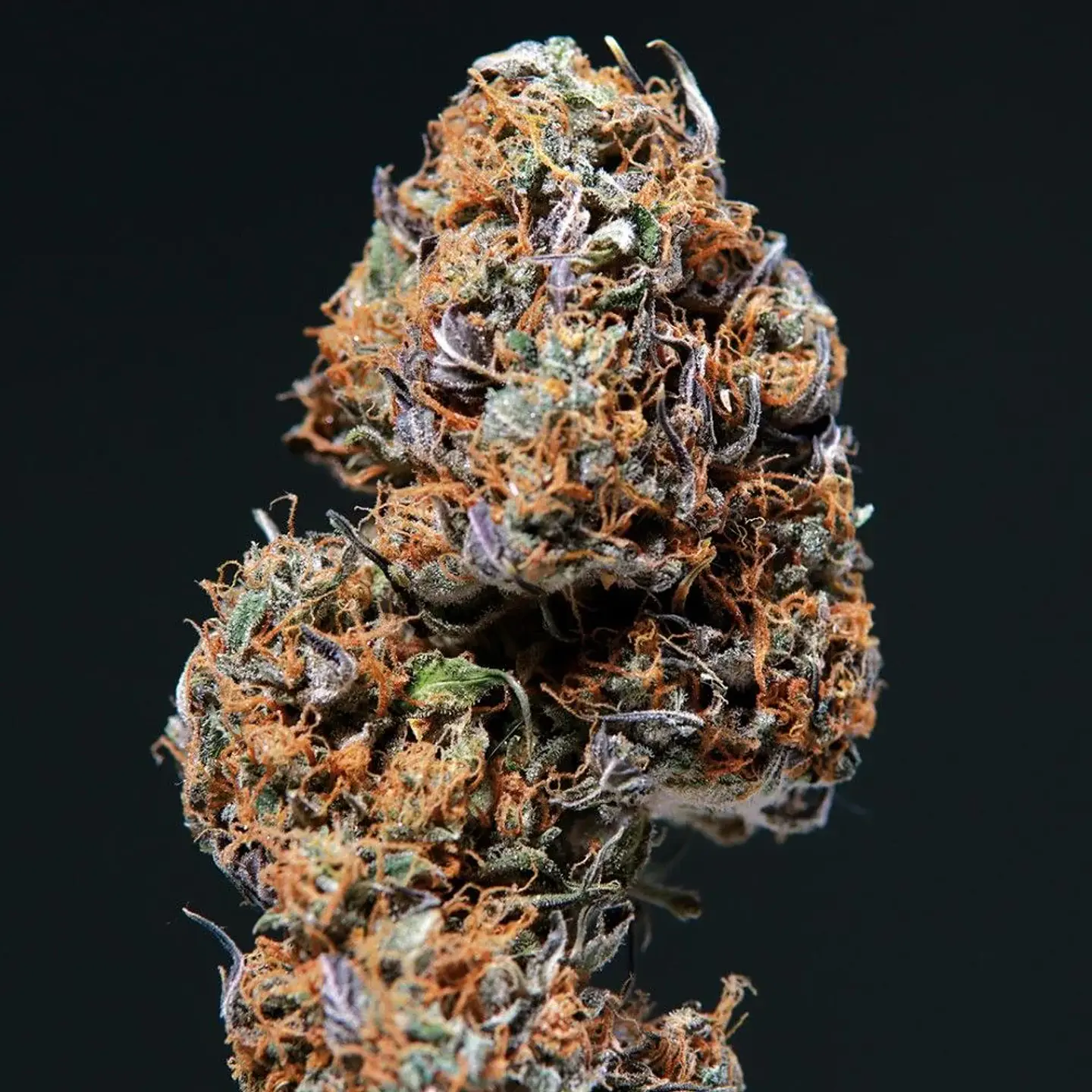 Deimos Auto -Buddha Seeds (X50/X3+1) 4