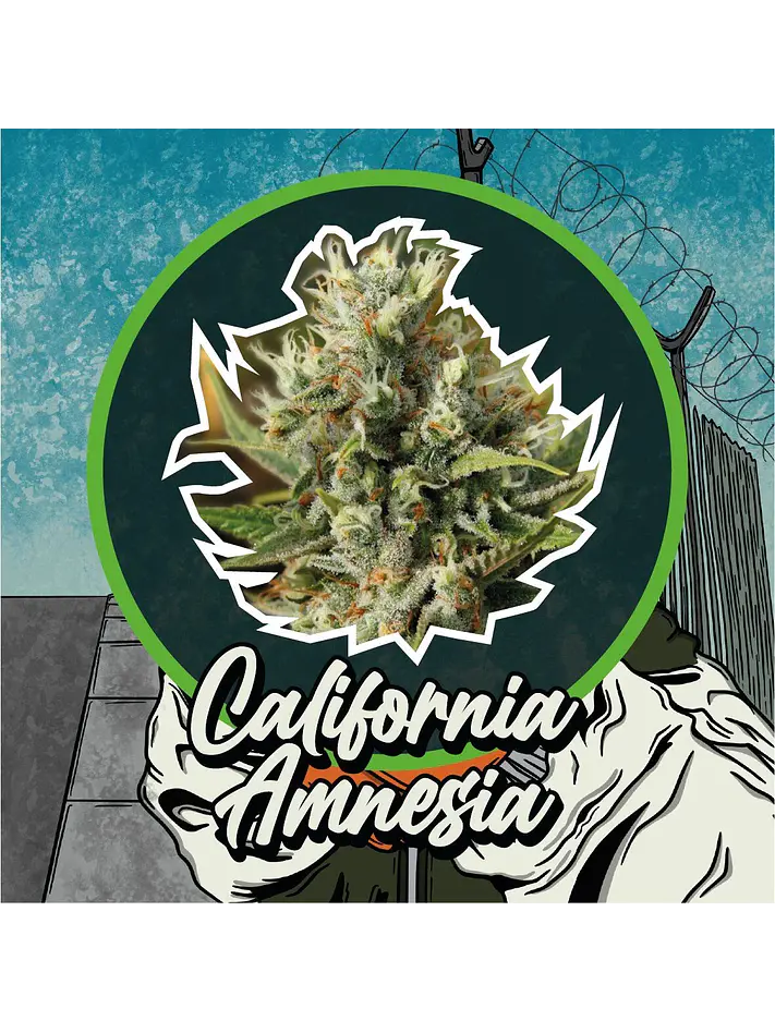 California Amnesia Auto -Delirium Seeds (X4/X2/X1) 2