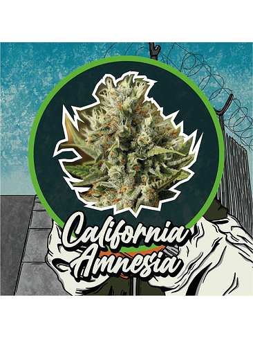 California Amnesia Auto X4-Delirium Seeds 4