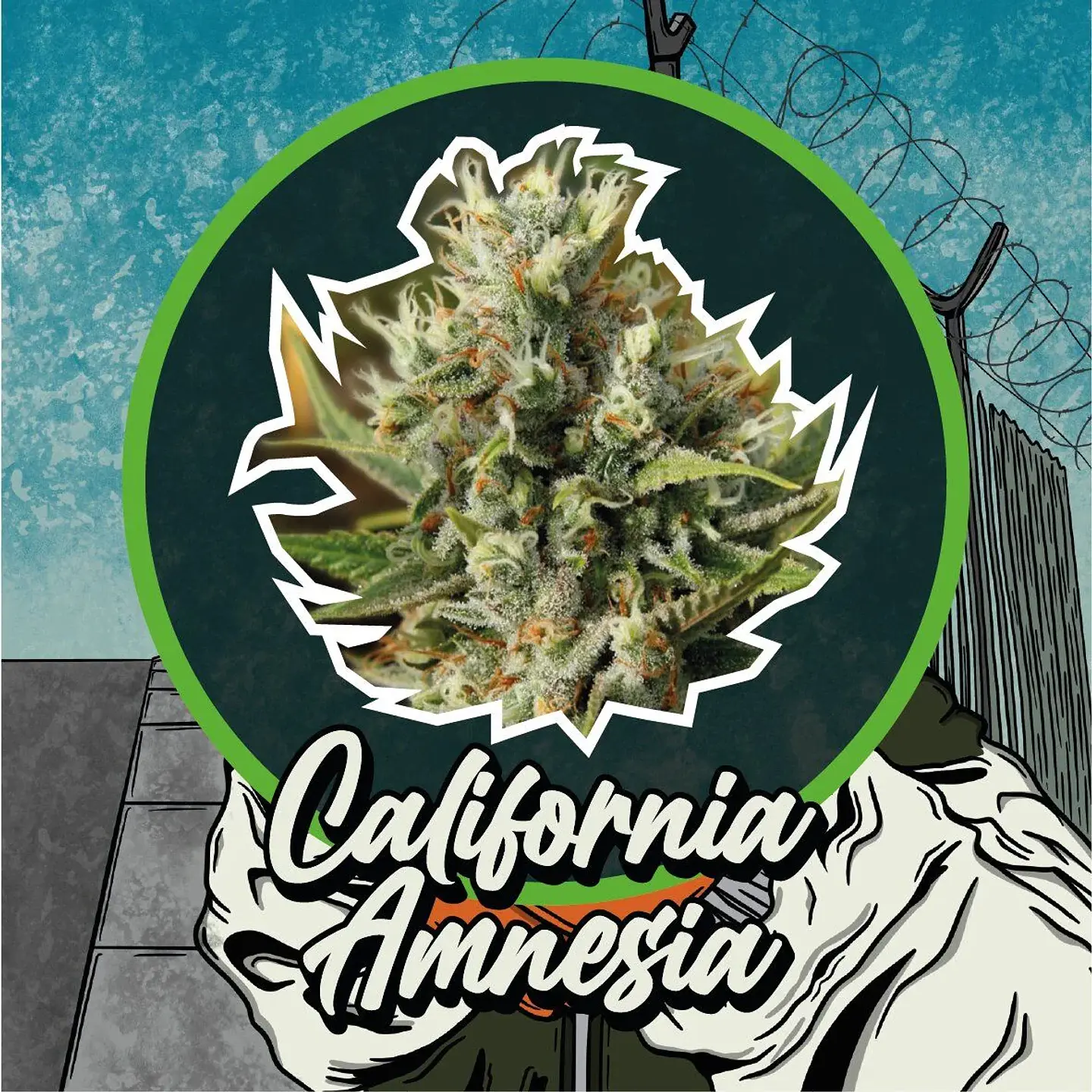 California Amnesia Auto -Delirium Seeds (X4/X2/X1) 3