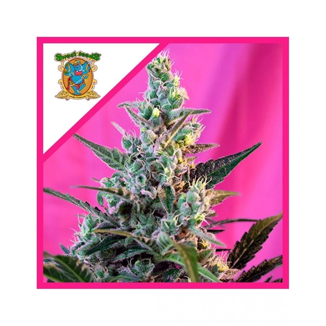 Sweet Skunk F1 Fem® -Sweet Seeds (X100/X25/X3+1) 2