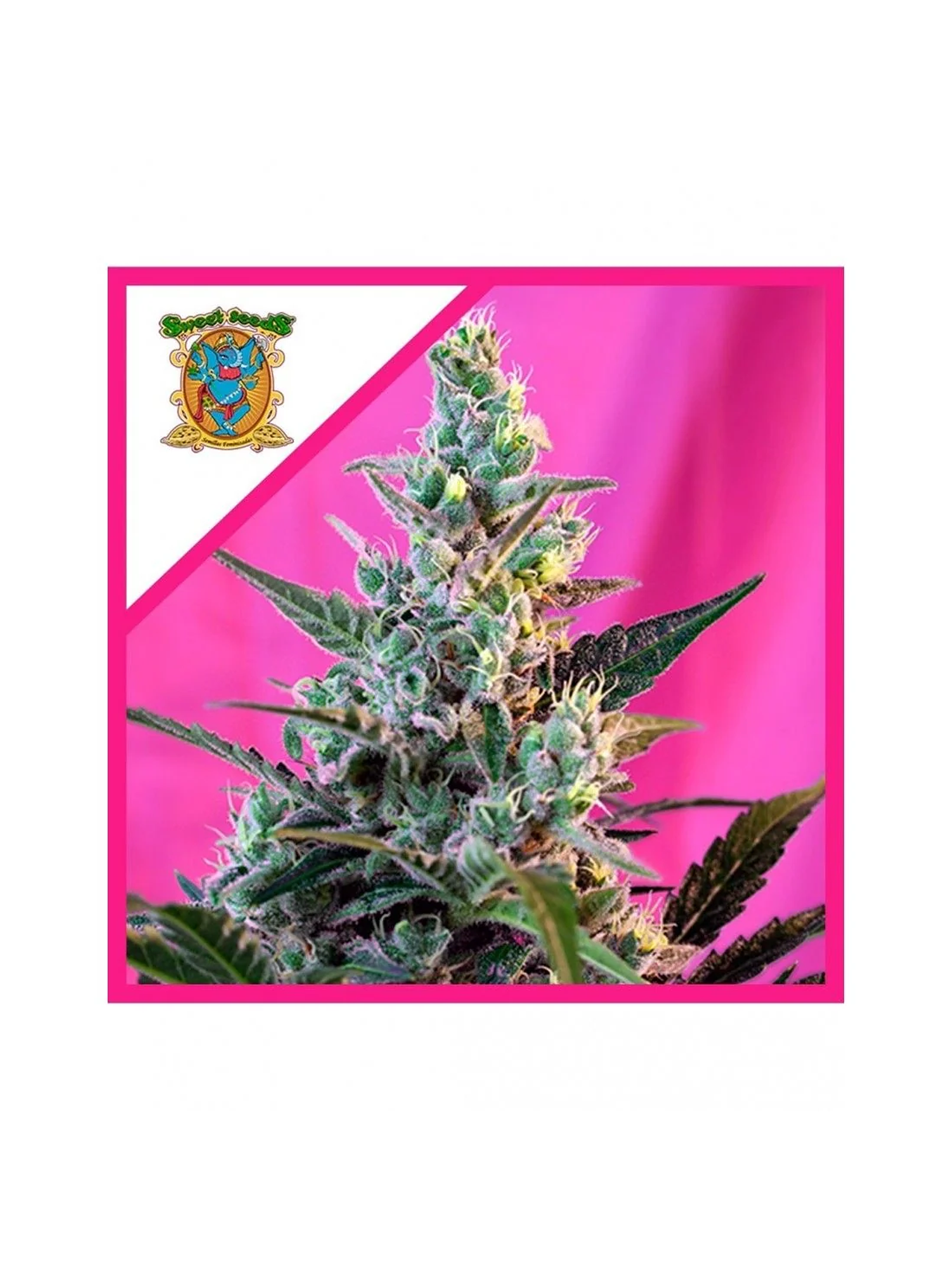 Sweet Skunk F1 Fem® -Sweet Seeds (X100/X25/X3+1) 2