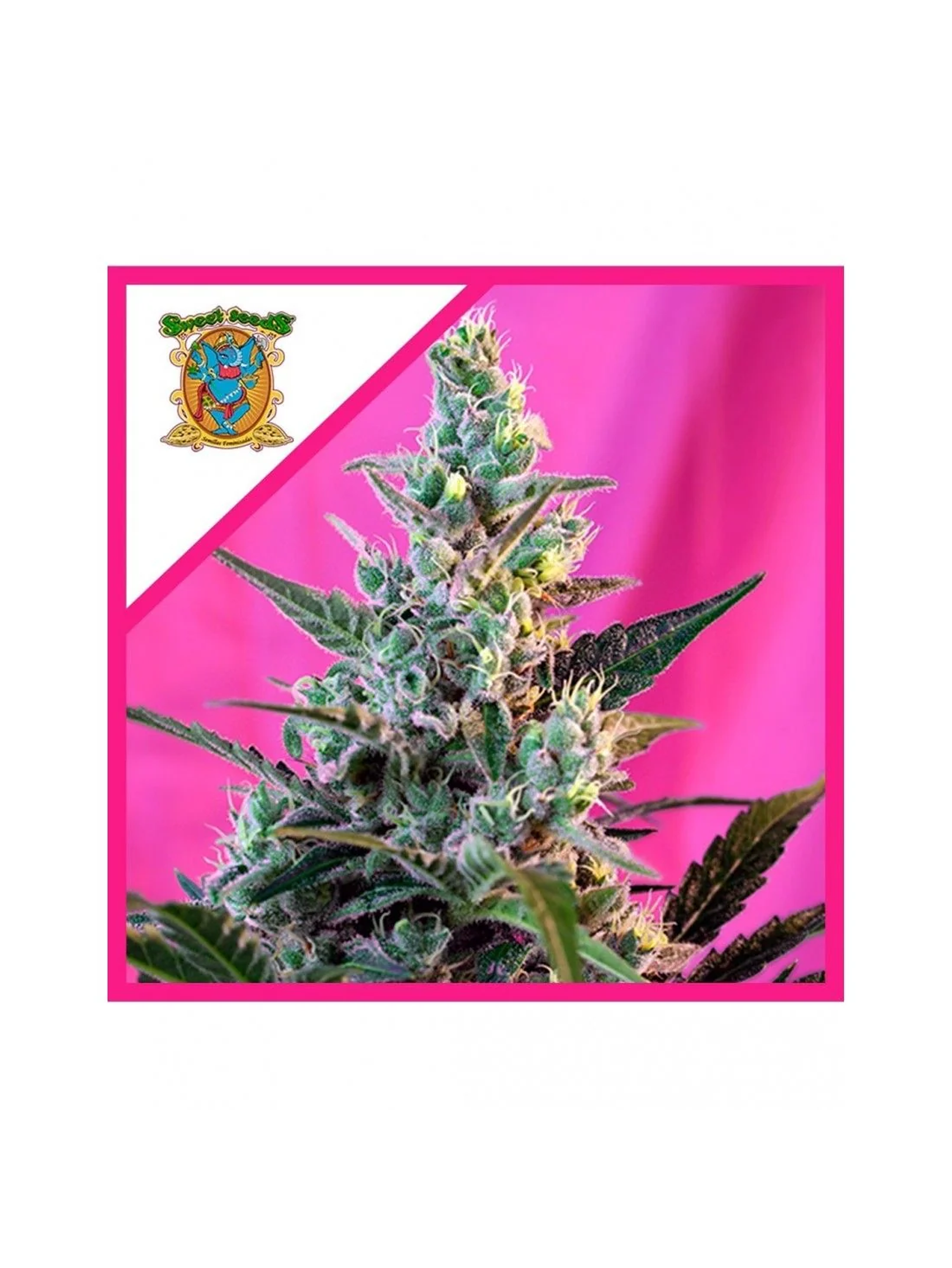 Sweet Skunk F1 Fem® -Sweet Seeds (X100/X25/X3+1) 2