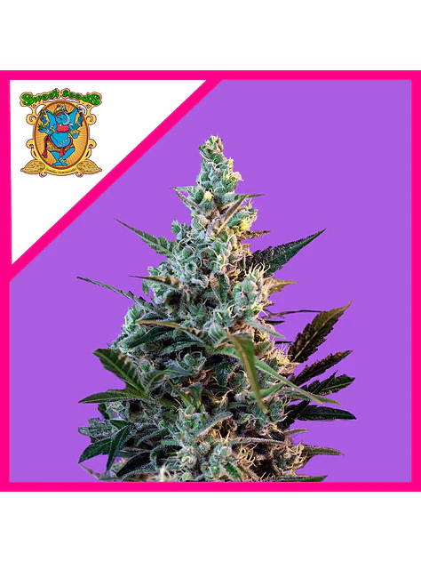 Sweet Skunk F1 Fem® -Sweet Seeds (X100/X25/X3+1) 4