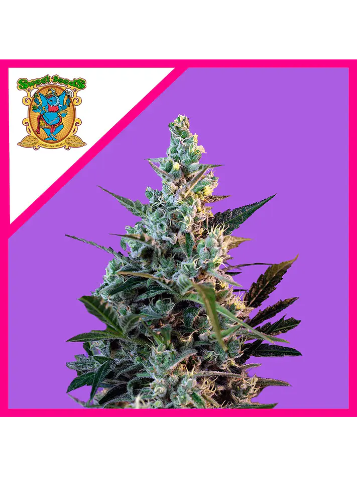 Sweet Skunk F1 Fem® -Sweet Seeds (X100/X25/X3+1) 4