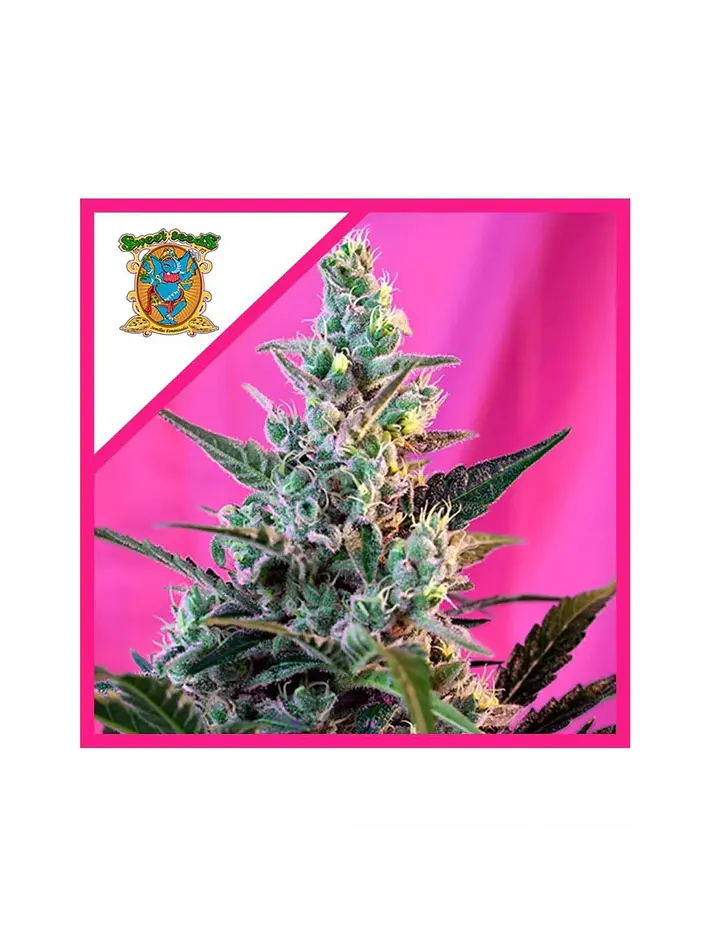 Sweet Skunk F1 Fem® -Sweet Seeds (X100/X25/X3+1) 3