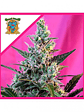 Sweet Skunk F1 Fem® -Sweet Seeds (X100/X25/X3+1) - Miniatura 3