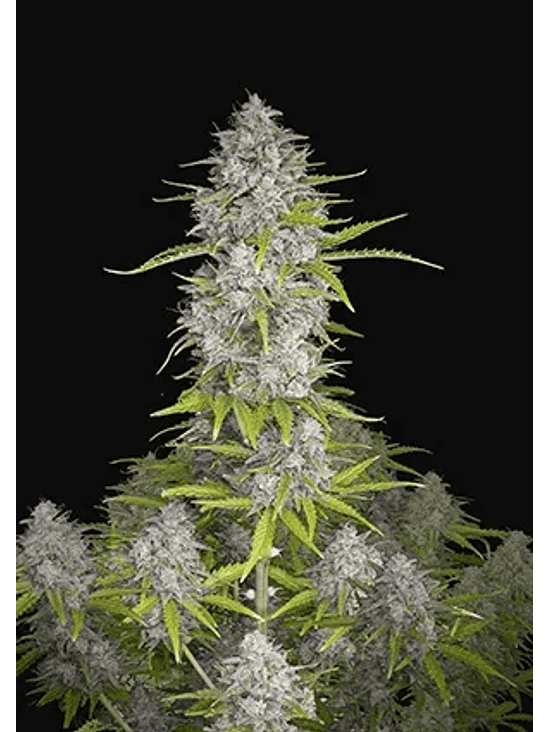 Orange Sherbet Auto X3-Fast Buds 2