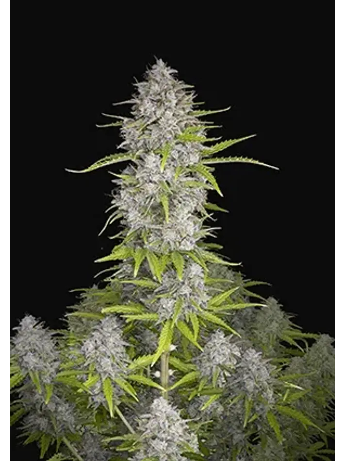 Orange Sherbet Auto -Fast Buds (X3/X1) 2