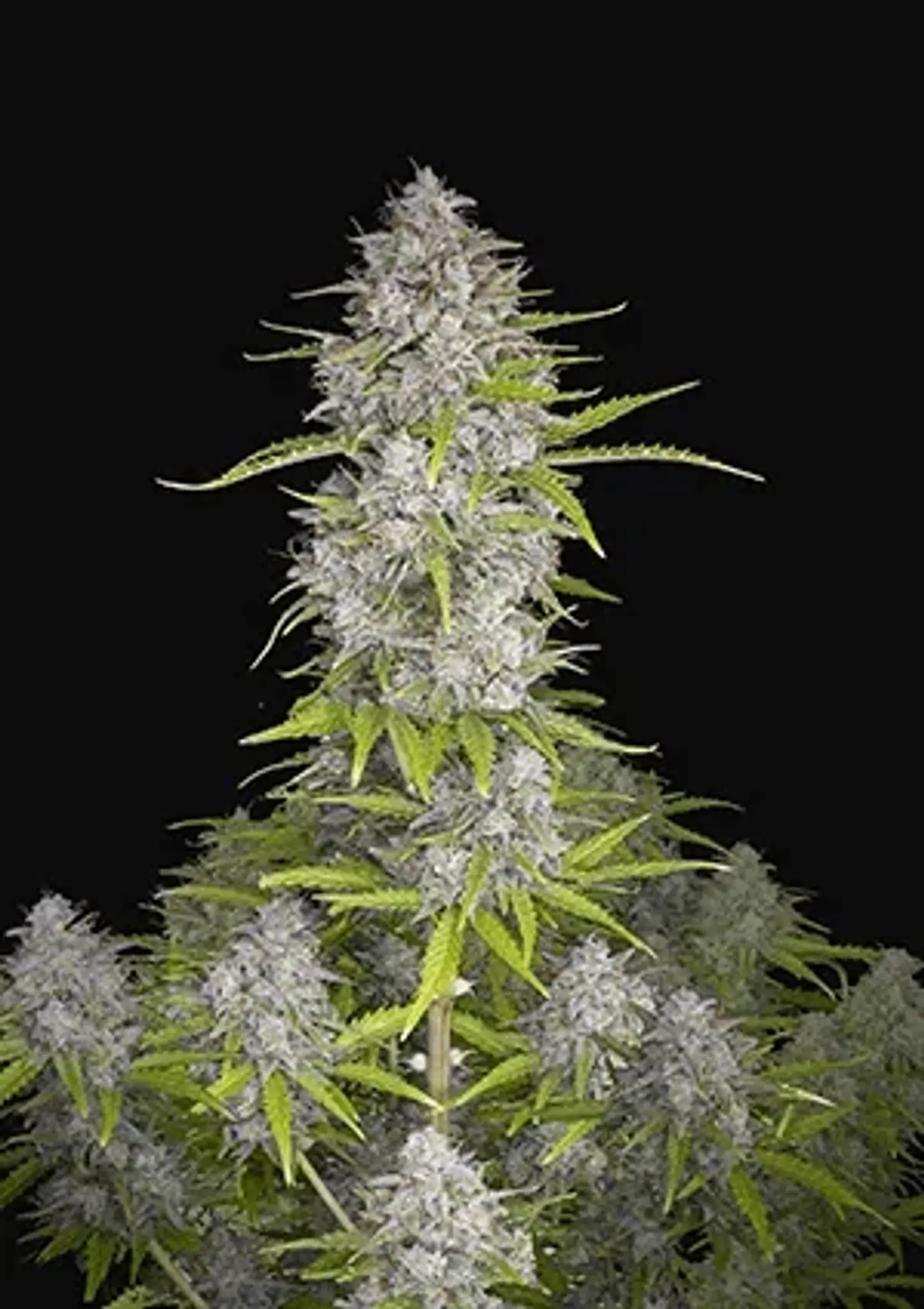 Orange Sherbet Auto -Fast Buds (X3/X1) 2
