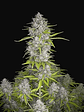 Orange Sherbet Auto X3-Fast Buds - Miniatura 2