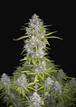 Orange Sherbet Auto -Fast Buds (X3/X1) - Miniatura 2