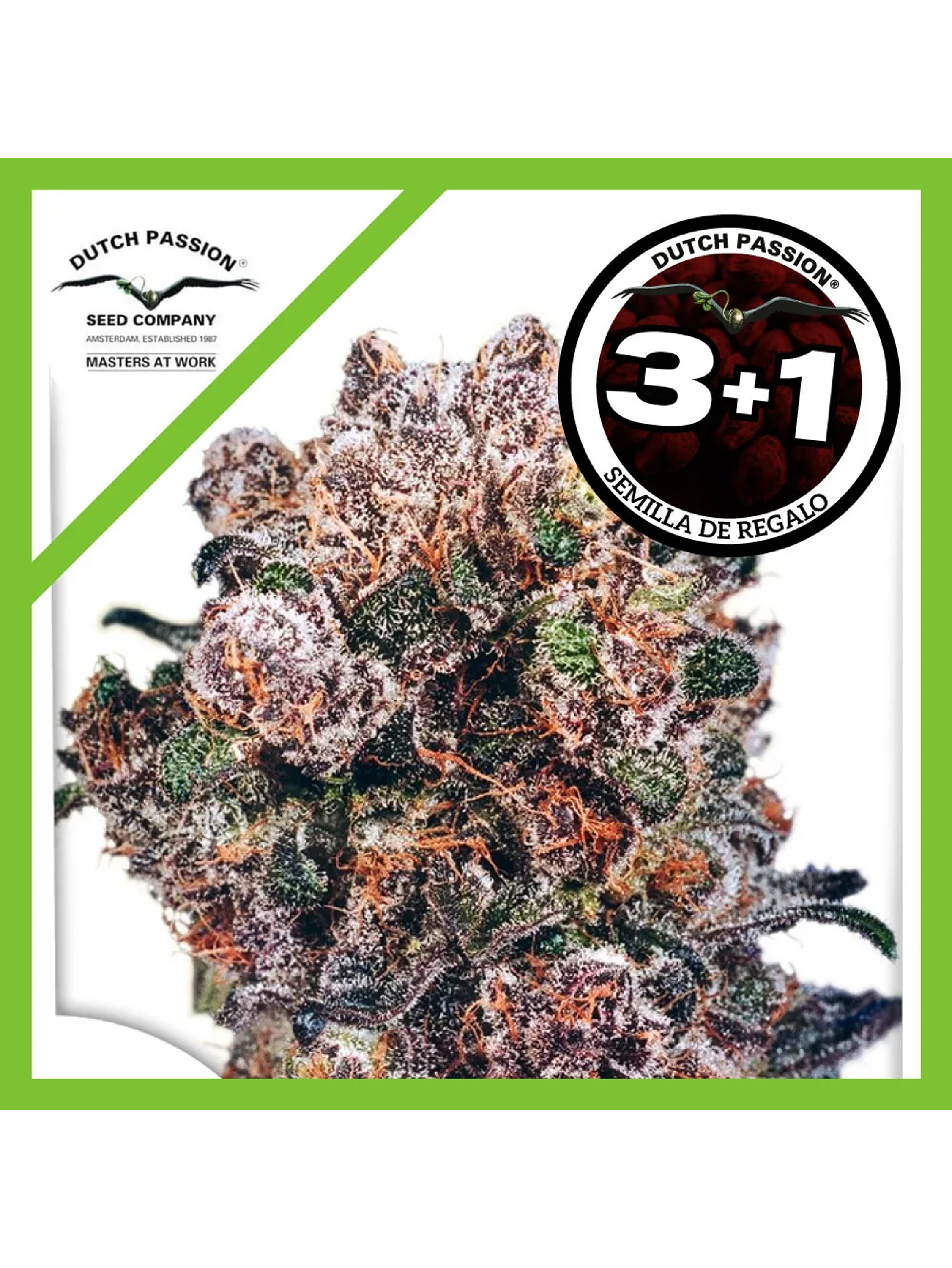 Blueberry Fem -Dutch Passion (X3/X3+1) 2