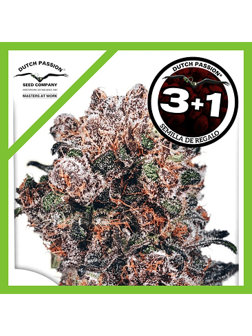 Blueberry  Fem X3-Dutch Passion 2