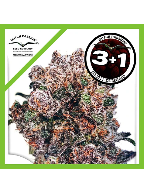 Blueberry Fem -Dutch Passion X3+1 2