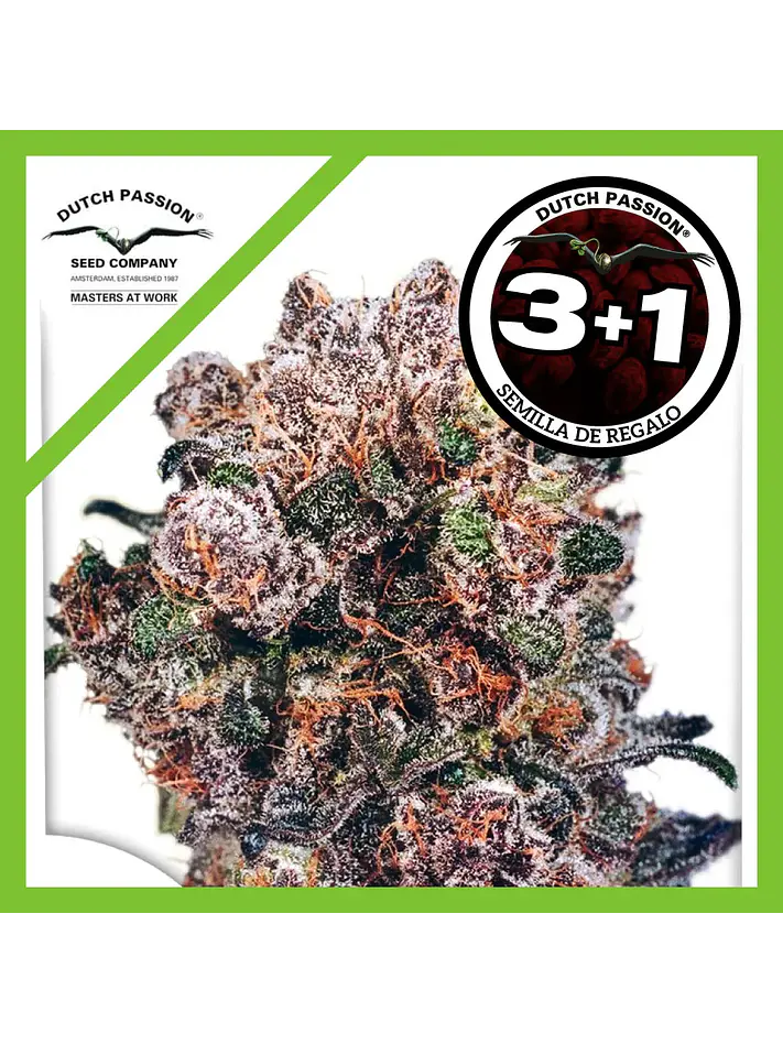 Blueberry Fem -Dutch Passion X3+1 2