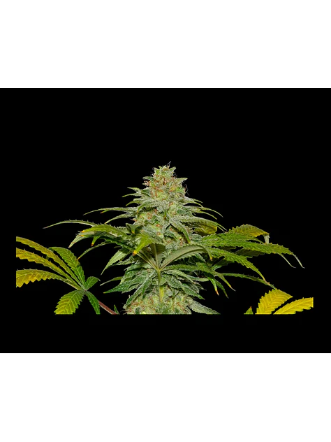 Papaya X Fruity Pebbles Og -Secret File 2