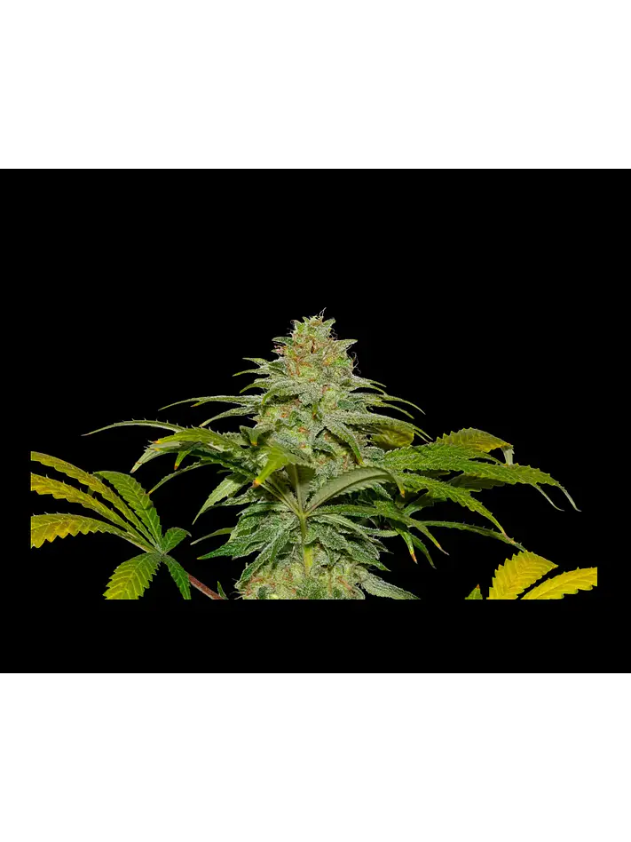 Papaya X Fruity Pebbles Og -Secret File 2