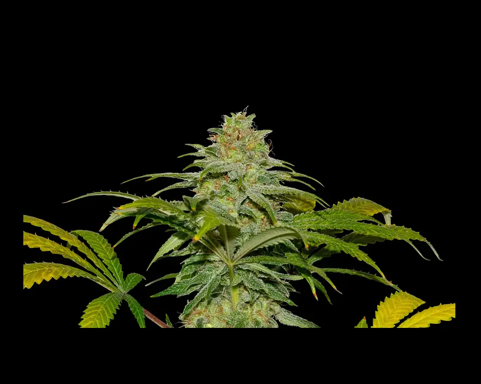 Papaya X Fruity Pebbles Og -Secret File (x25/x3+1) 2
