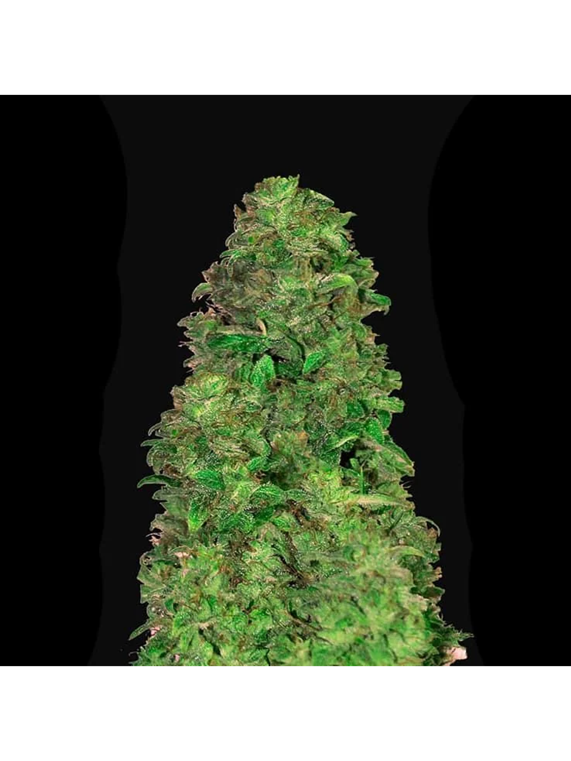 Cbd 20:1 Auto -Fast Buds (X3/X1) 2