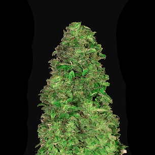 Cbd 20:1 Auto X3-Fast Buds