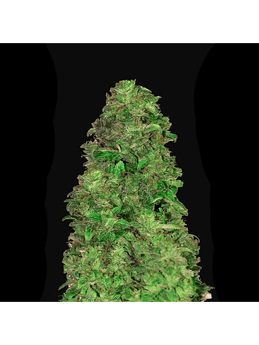 Cbd 20:1 Auto -Fast Buds (X3/X1) 2