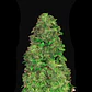 Cbd 20:1 Auto -Fast Buds (X3/X1) - Miniatura 2