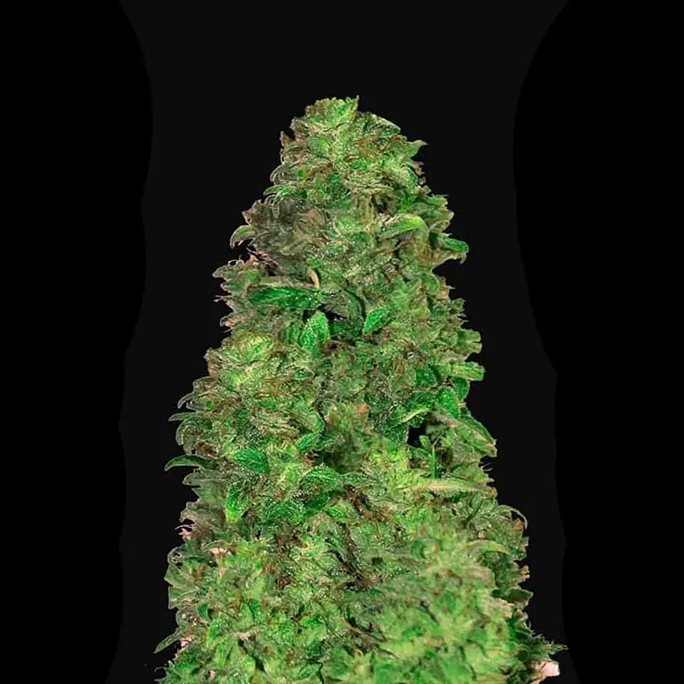 Cbd 20:1 Auto -Fast Buds (X3/X1) 2