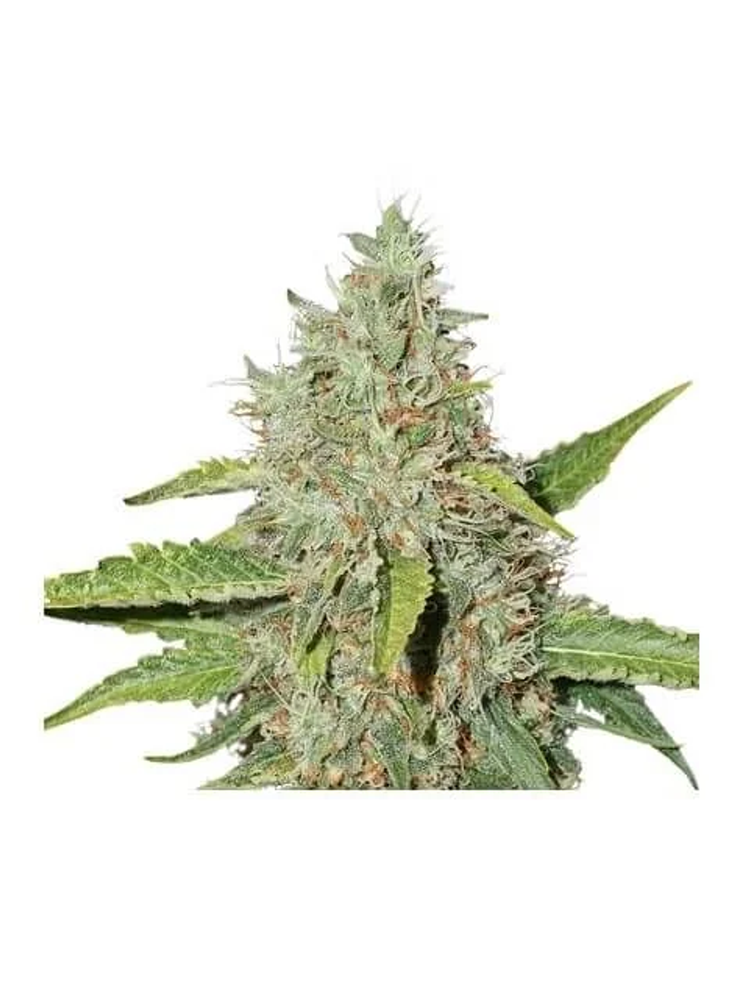 Northern Lights Auto -Seedstockers (X100/X3) 2