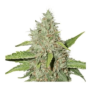 Northern Lights Auto X100-Seedstockers