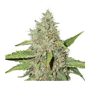 Northern Lights Auto X100-Seedstockers