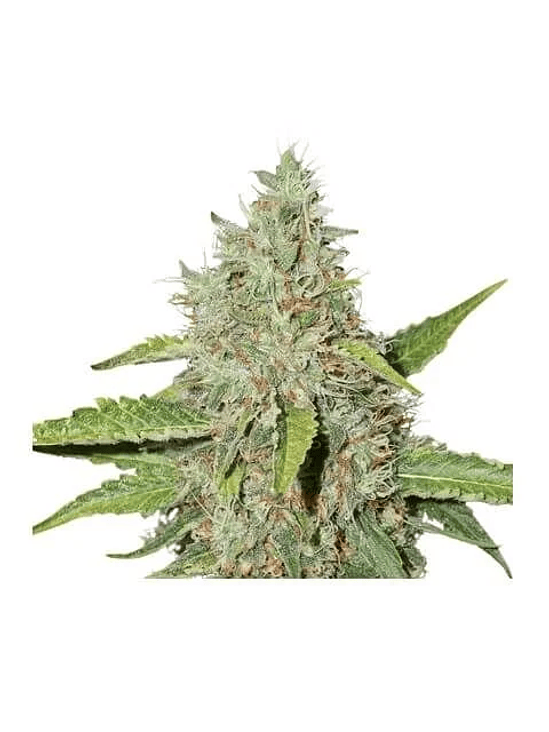 Northern Lights Auto X100-Seedstockers 2