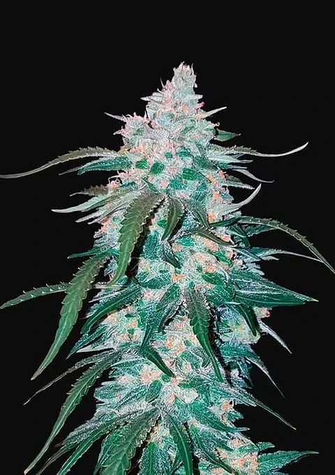 Pineapple Express Auto -Fast Buds (X5/X3/X1)