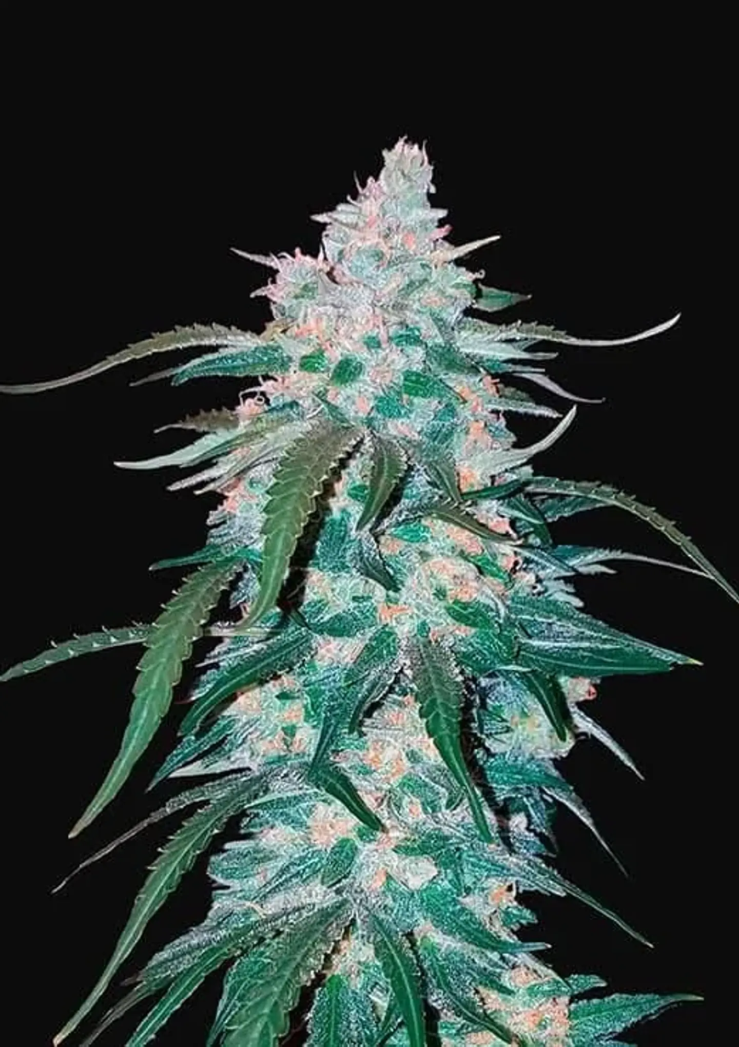 Pineapple Express Auto -Fast Buds (X5/X3/X1) 2