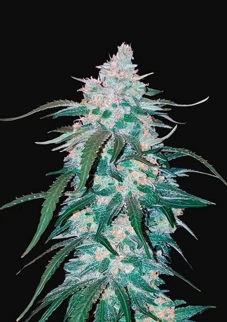 Pineapple Express Auto -Fast Buds (X5/X3/X1) 2