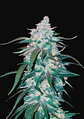 Pineapple Express Auto -Fast Buds (X5/X3/X1) - Miniatura 3