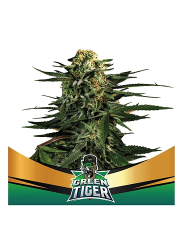 Green Tiger Fast Fem X7-Bsf 3