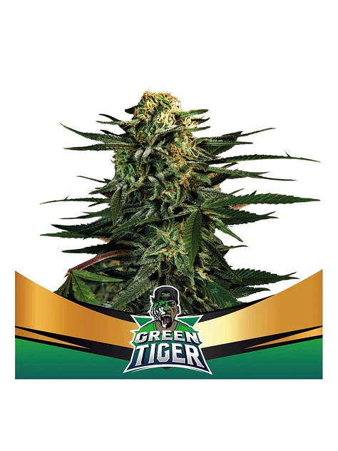 Green Tiger Fast Fem -Bsf (X7/X4/X2) 3