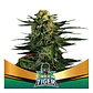 Green Tiger Fast Fem -Bsf (X7/X4/X2) - Miniatura 3
