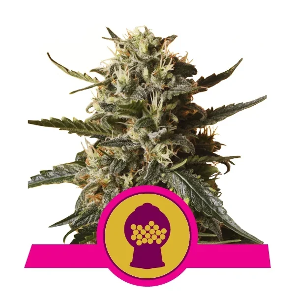 Bubblegum Xl Fem -Royal Queen Seeds (X10/X3/X1) 2