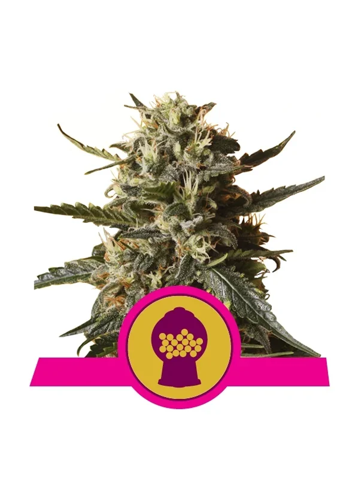 Bubblegum Xl Fem -Royal Queen Seeds (X10/X3/X1) 2