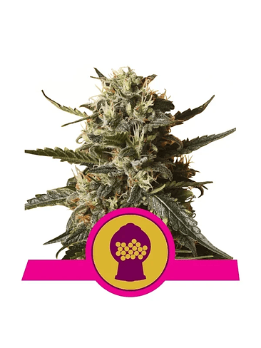 Bubblegum Xl Fem X3-Royal Queen Seeds 2