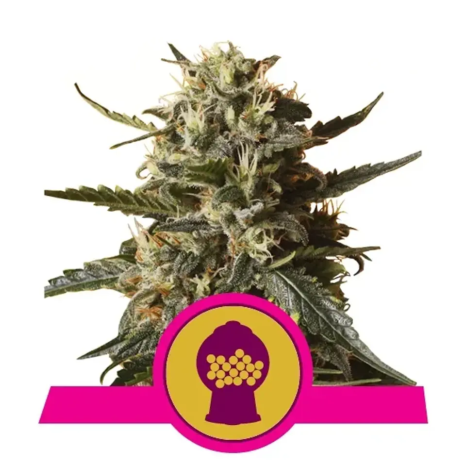 Bubblegum Xl Fem -Royal Queen Seeds (X10/X3/X1) 2
