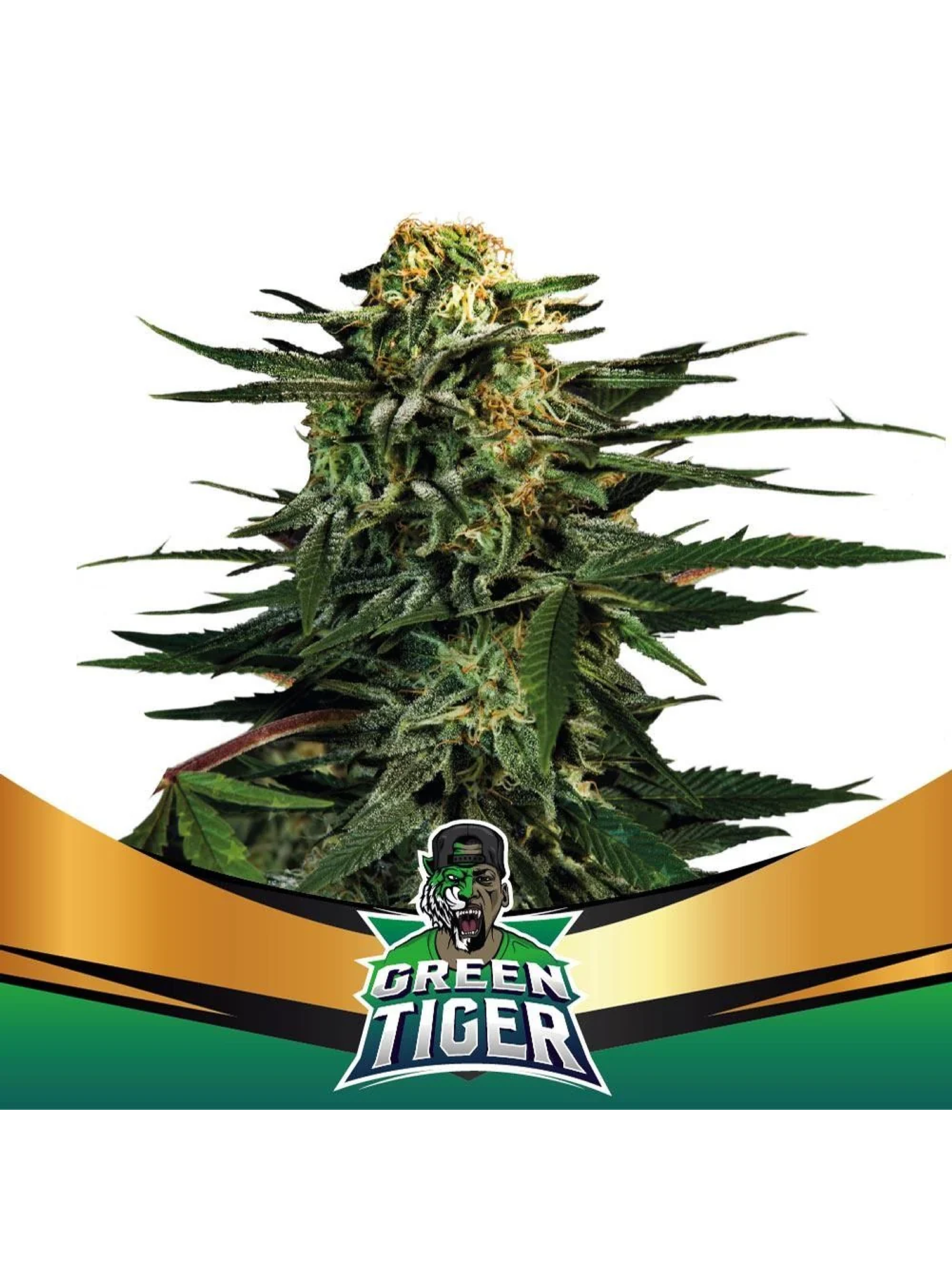 Green Tiger Fast Fem -Bsf (X7/X4/X2) 6