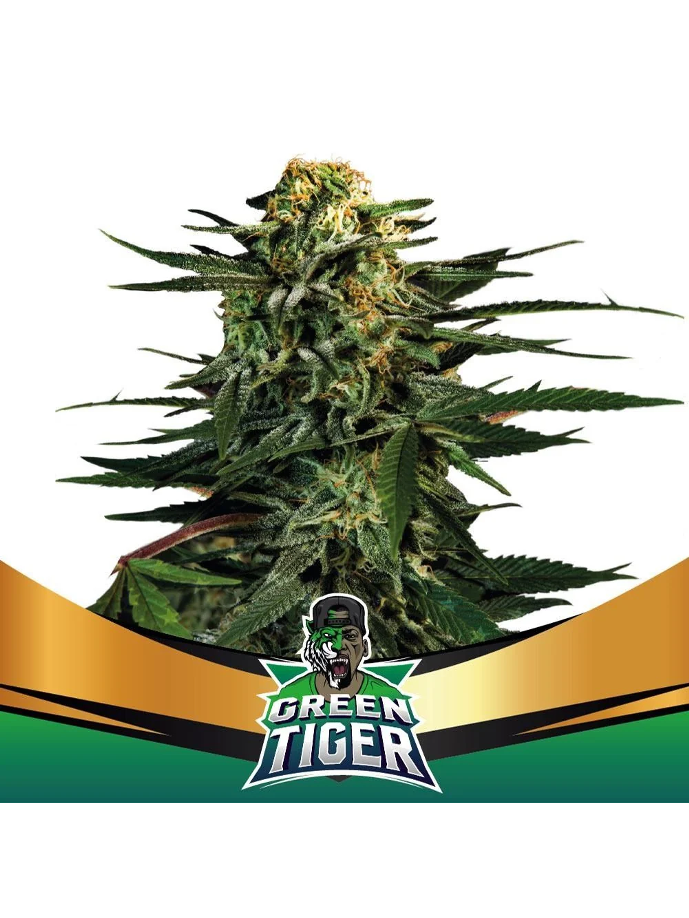 Green Tiger Fast Fem -Bsf (X7/X4/X2) 6