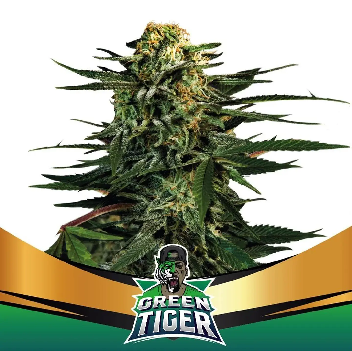 Green Tiger Fast Fem -Bsf (X7/X4/X2) 6